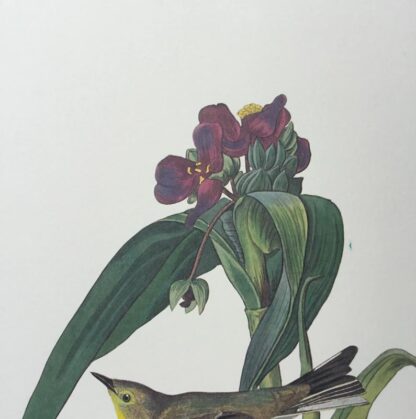 Detail view of Vigors Warbler by John James Audubon, Princeton Audubon