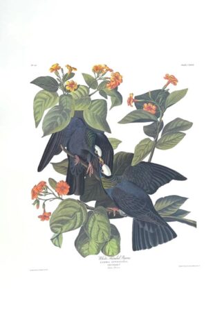 White Headed (Crowned) Pigeon by John James Audubon, Princeton Edition