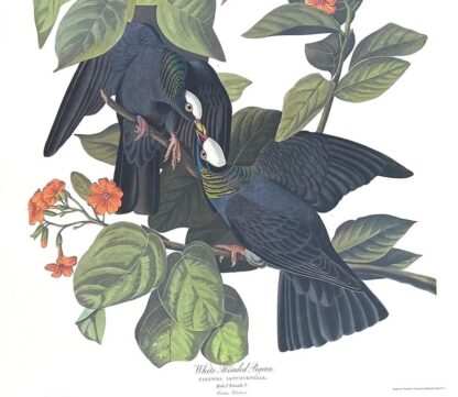 Closer view of White Headed (Crowned) Pigeon by John James Audubon, Princeton Edition