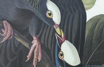 Detail view of White Headed (Crowned) Pigeon by John James Audubon, Princeton Edition