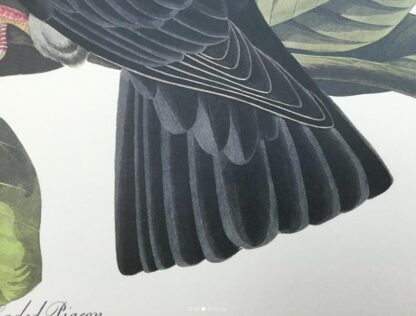 Another detail view of White Headed (Crowned) Pigeon by John James Audubon, Princeton Edition