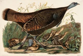 The Fish Hawk: Osprey (Northword Wildlife Series): Carpenteri, Stephen D.:  9781559715904: : Books