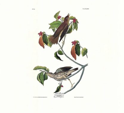 Wood Thrush by John James Audubon, Princeton Edition