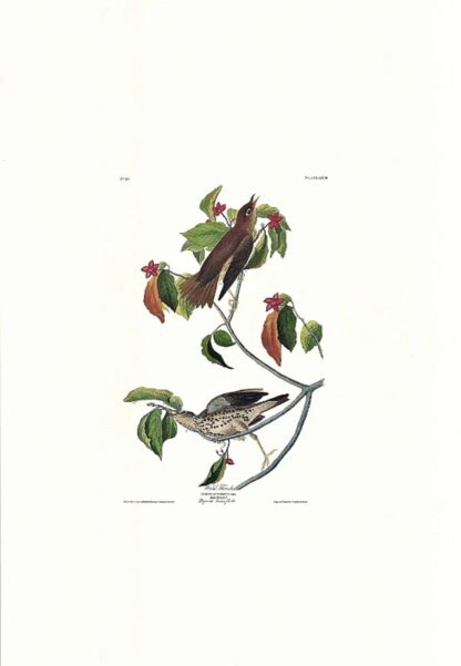 Closer view of Wood Thrush by John James Audubon, Princeton Edition