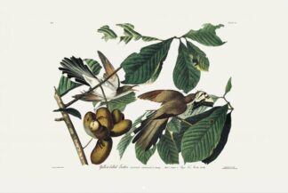 Yellow-billed Cuckoo print by John James Audubon, Princeton Edition