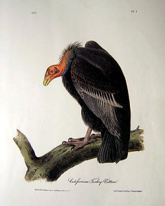 california-turkey-vulture