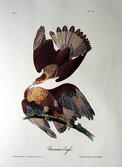 caracara-eagle