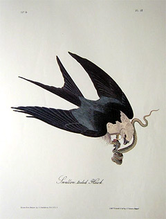 swallow-tailed-hawk