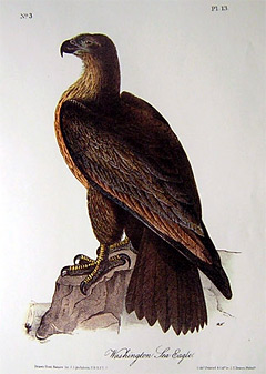 washington-sea-eagle