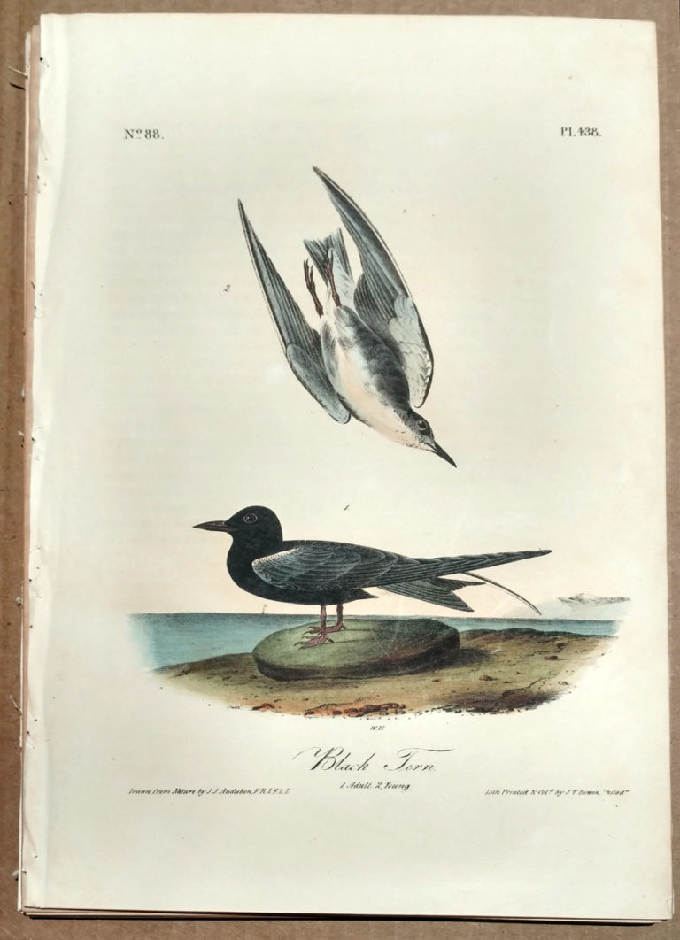 Audubon Octavo Print – Black Tern - Plate 438, 1st Edition - Audubon Prints