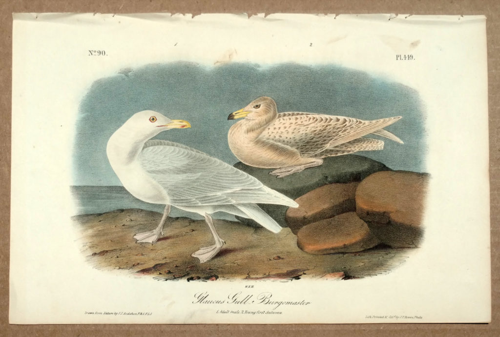 Audubon Octavo Print – Glaucous Gull Burgomaster - Plate 449, 1st 