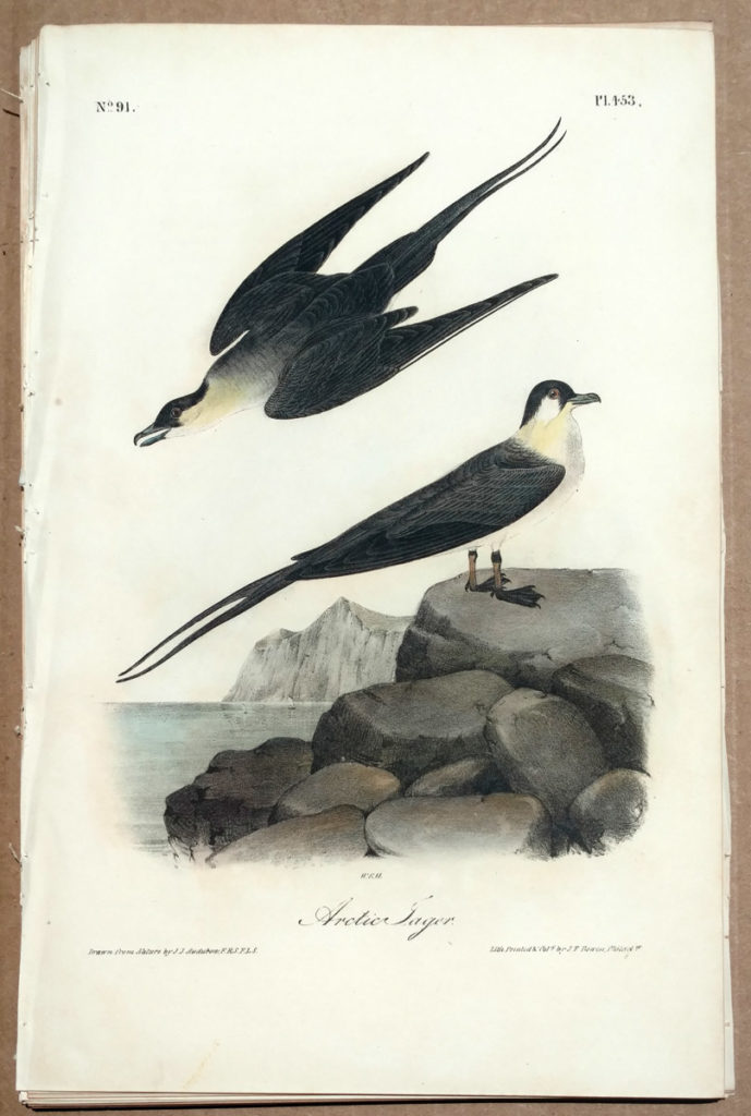 Audubon Octavo Print – Arctic Jager - Plate 453, 1st Edition - Audubon ...