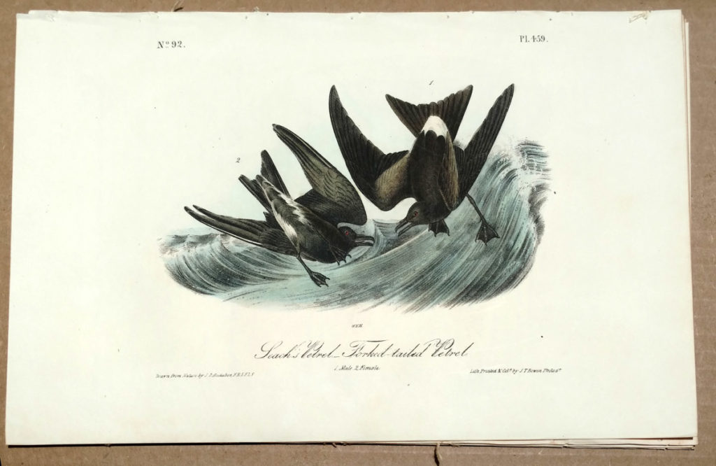 Leach's Petrel - Fork-tailed Petrel by John J Audubon - Audubon Prints