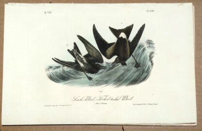 Leach's Petrel - Fork-tailed Petrel by John J Audubon