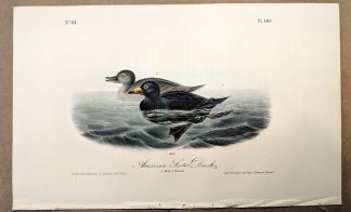 Original print of the American Scoter Duck by John J Audubon, plate #403 of the Royal Octavo Edition