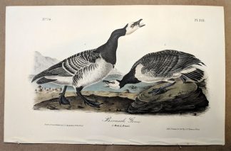 Original print of the Bernacle Goose by John J Audubon, plate #378 of the Royal Octavo Edition
