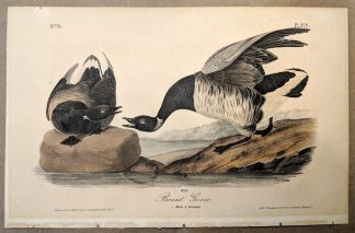 Original print of the Brant Goose by John J Audubon, plate #379 of the Royal Octavo Edition