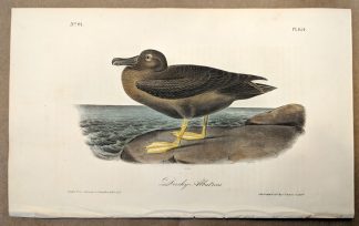 Original print of the Dusky Albatross by John J Audubon, plate #454 of the Royal Octavo Edition