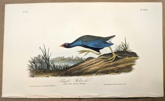 Original print of the Purple Gallinule by John J Audubon, plate #303 of the Royal Octavo Edition