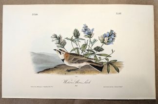 Original print of the Western Shore Lark by John J Audubon, plate #497 of the Royal Octavo Edition