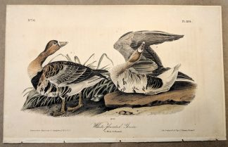 Original print of the White-fronted Goose by John J Audubon, plate #380 of the Royal Octavo Edition