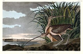 Long-billed Curlew print by John James Audubon, Princeton Edition