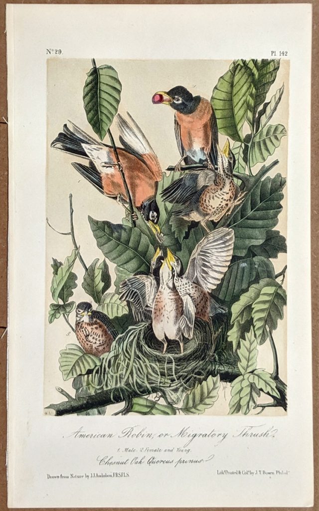 Audubon Octavo Print – American Robin of Migratory Thrush - Plate 142 ...