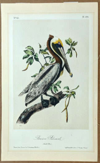 Audubon Octavo Print – Brown Pelican - Plate 423, 2nd Edition - Audubon ...