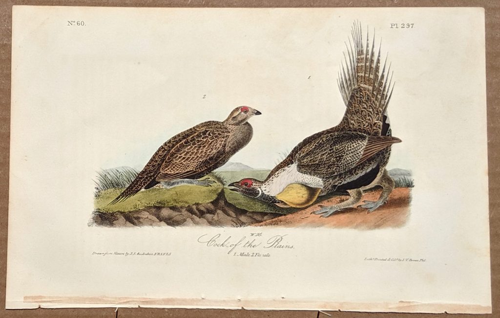 Audubon Octavo Print – Cock of the Plains - Plate 297, 1st Edition ...