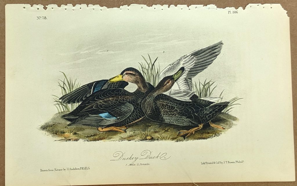 Audubon Octavo Print – Duskey Duck - Plate 386, 2nd Edition - Audubon ...