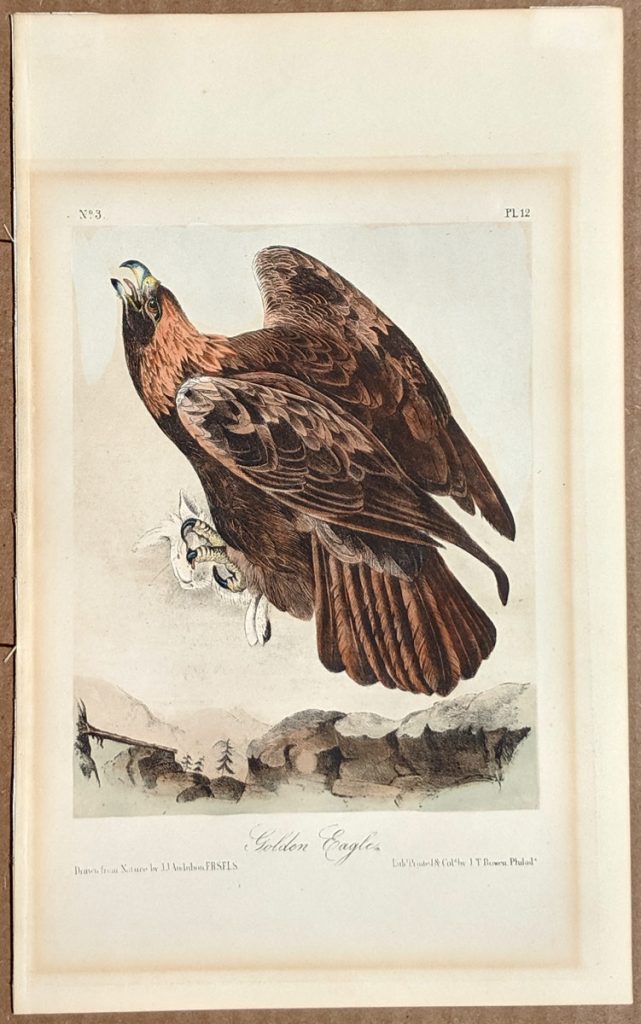 Audubon Octavo Print – Golden Eagle - Plate 12, 2nd Edition - Audubon ...