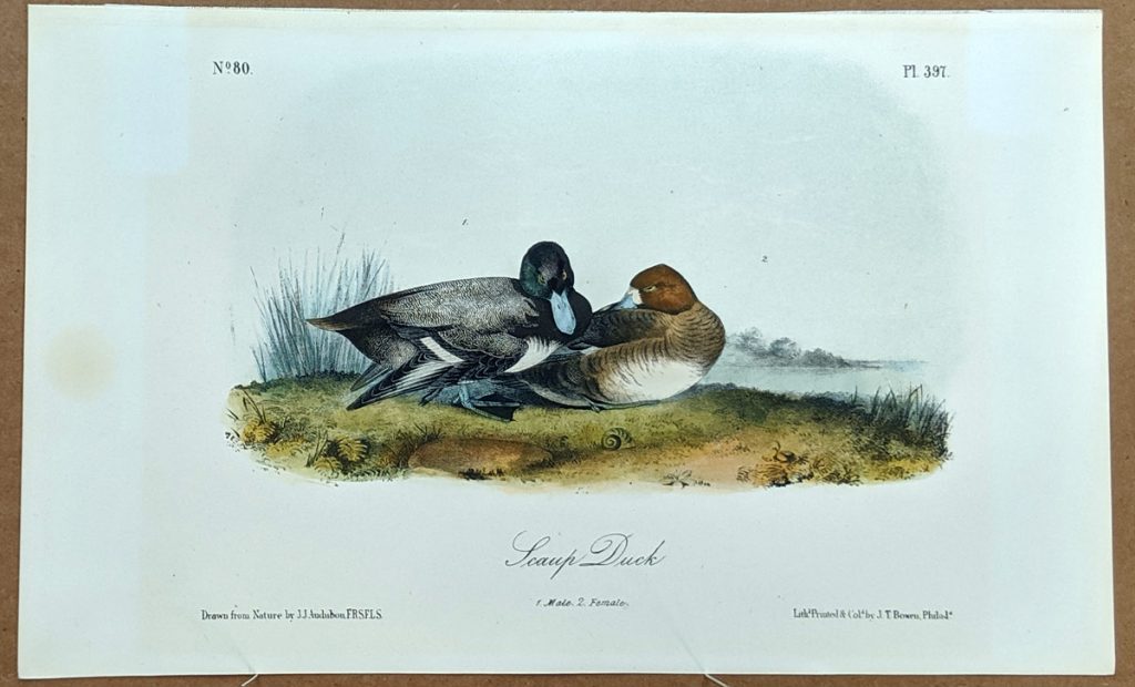 Audubon Octavo Print – Scaup Duck - Plate 397, 2nd Edition - Audubon Prints