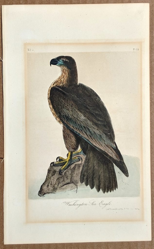 Audubon Octavo Print – Washington Sea Eagle - Plate 13, 2nd Edition ...