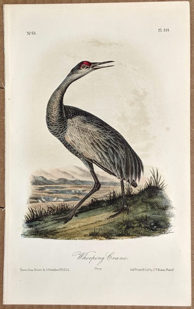 Audubon Octavo Print – Whooping Crane - Plate 314, 2nd Edition ...