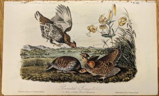 Original Octavo 2nd Edition Pinnated Grouse by Audubon, Plate 296