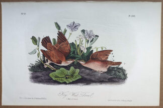Audubon Octavo, Key West Dove, plate 282