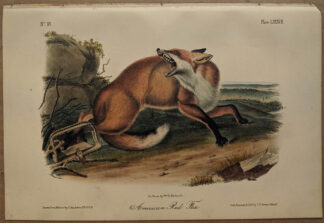 Original American Red Fox lithograph by John J Audubon