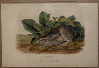 Original Black Tailed Hare lithograph by John J Audubon