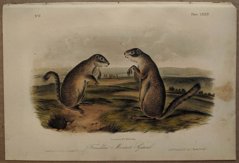 Audubon Octavo Print – Franklin's Marmot Squirrel - Plate LXXXIV, 1856 ...