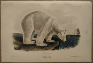 Original Polar Bear lithograph by John J Audubon
