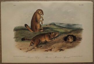 Original Prairie Dog Marmot Squirrel lithograph by John J Audubon