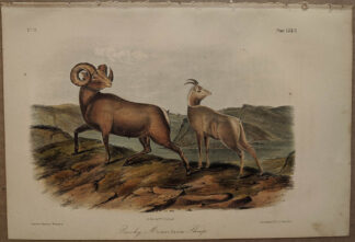 Original Rocky Mountain Sheep lithograph by John J Audubon
