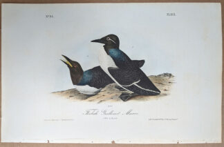 Audubon print of Foolish Guillemot Murre, Octavo 1st Edition