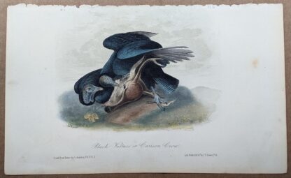 Black Vulture or Carrion Crow Royal Octavo print by John J Audubon