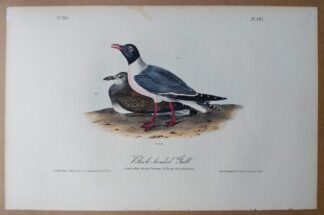 Audubon Octavo print of the Black-headed Gull, 1st edition, plate 443