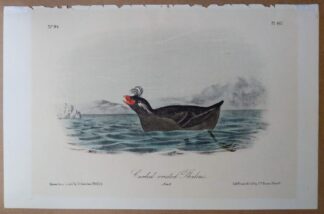 Audubon Octavo 2nd edition print of the Curled-crested Phaleris, plate 467