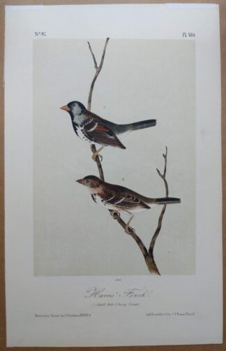 Audubon Octavo 2nd Edition of the Harris' Finch, plate 484
