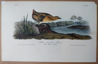 Audubon Octavo print, 1st Edition, Yellow-breasted Rail, plate 307