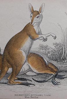 Sir William Jardine & W.H. Lizars - Original Mammals from The Naturalist's Library