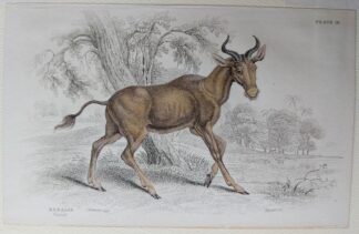 Naturalist's Library antique print of Bubalis, by Sir William Jardine and engraver W.H. Lizars